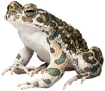 image of amphibian from new species distribution library