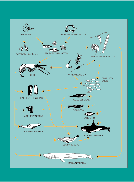 Figure 4.3 illustrates the nature of the Antarctic aquatic food web.