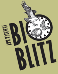 BioBlitz graphic - click to download flyer